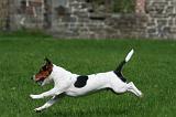 JACK RUSSEL 320